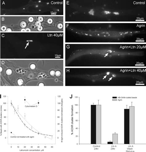 Inhibition Of AChR Clustering By Jasplakinolide AD Agrin Induced