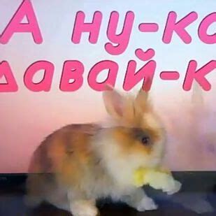 Wiki | А-ну-ка Давай-ка (ютуб Канал) Amino