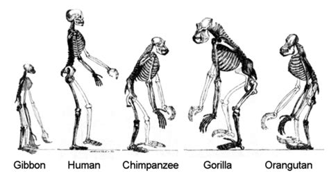 Bipedalism In Human Evolution