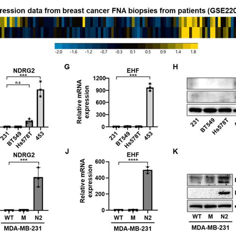 The Positive Correlation Between Ndrg And Ehf Expression Levels A B