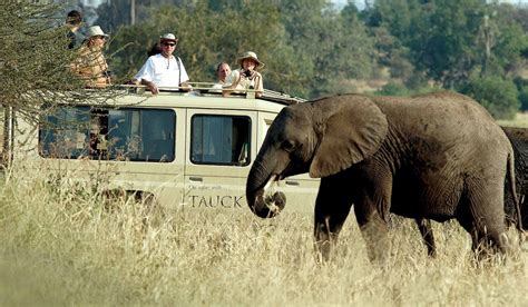 Ultimate Guide To Unforgettable African Safari Tours