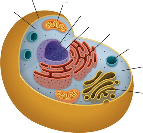 Body Cell Png Image Png All