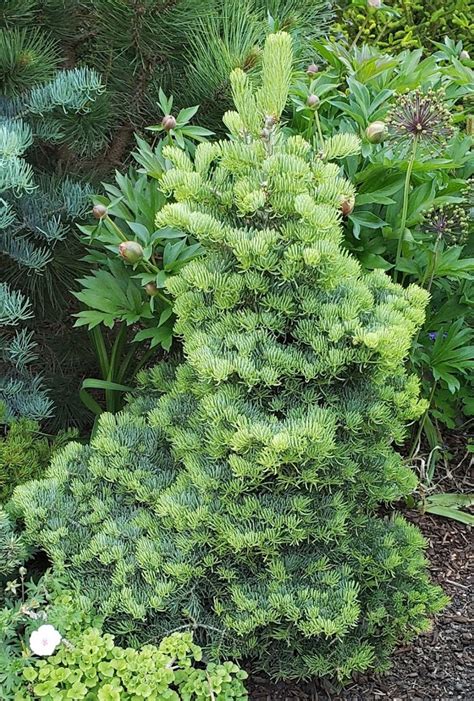 Abies Concolor Bryce Canyon White Fir Conifer Kingdom