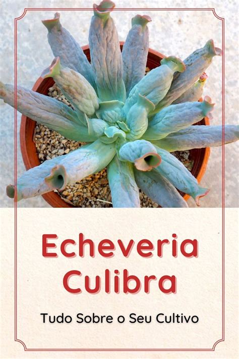 Echeveria Culibra Tudo Sobre Essa Suculenta Echeveria Sedum Succulents