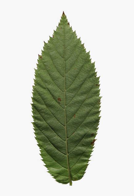 Eastern Hophornbeam Southern Native Trees