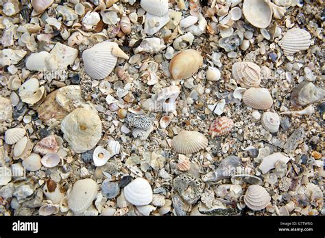 Sanibel Island Florida And Shells Hi Res Stock Photography And Images