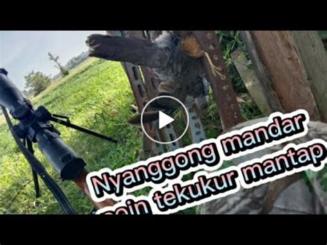 Hunting Mandar Dapet Nya Tekukur Mantap YouTube