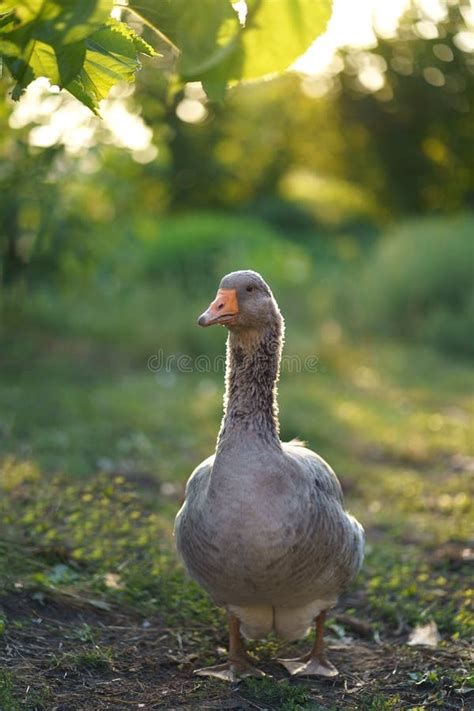 Domestic Goose. Goose Farm. Geese Enjoy a Morning Walk in the Farm. Domestic Goose. Goose Farm ...