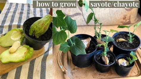 How To Plant Chayote Your Step By Step Guide BroadPick