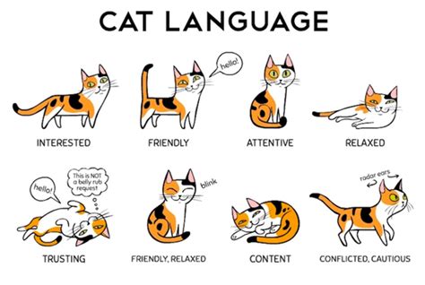 Understanding Cat Language And Signals By Outdoor Cats Medium