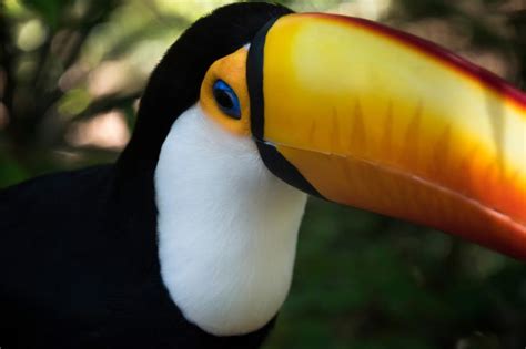 Toucan Facts for Kids | LoveToKnow