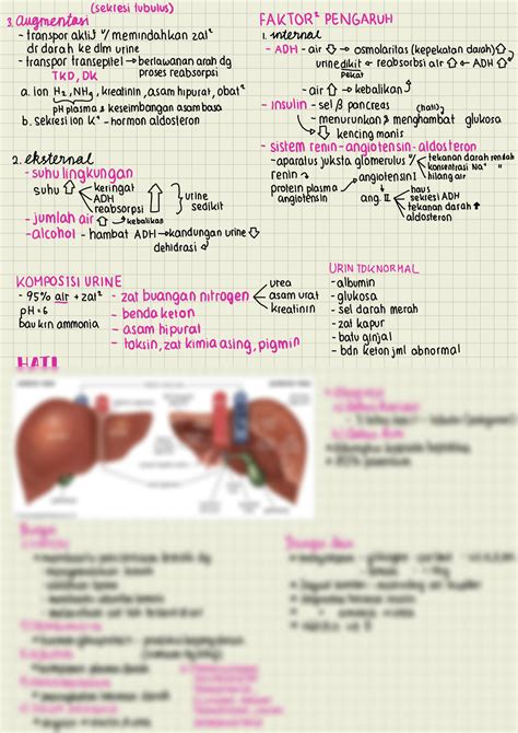 SOLUTION Biologi Kelas 11 Sma Sistem Ekskresi Studypool