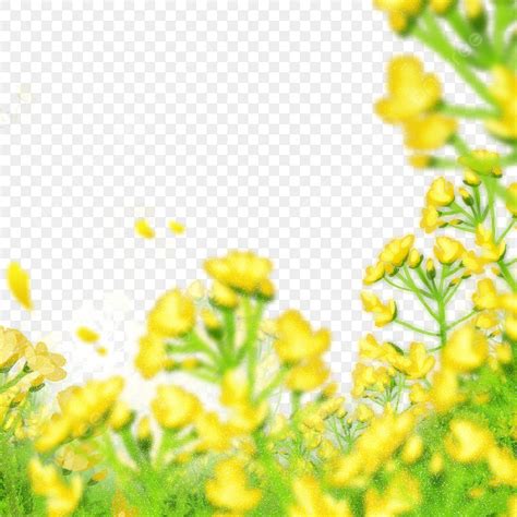 아름다운 유채 꽃 일러스트 봄 아름다운 유채 꽃 유채 봄 Png 일러스트 및 Psd 이미지 무료 다운로드 Pngtree