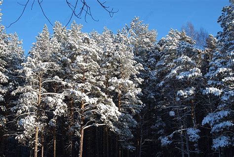 晴れた冬の日の森 晴れた松スペース 写真背景 無料ダウンロードのための画像 Pngtree