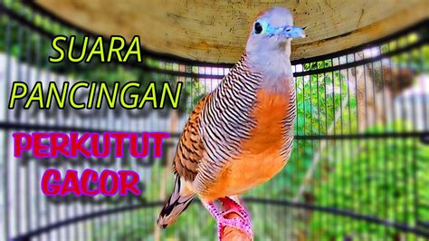 Perkutut Lokal Gacor Suara BESAR Bikin Cepat Emosi Lawan Auto Nyaut