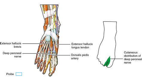 Superficial Peroneal Nerve Distribution