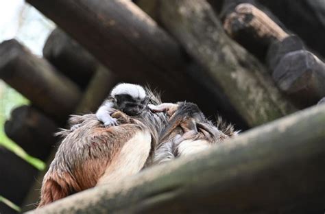 PHOTOS: Critically Endangered Baby Cotton-Top Tamarin Monkey Triplets Born at Disney's Animal ...