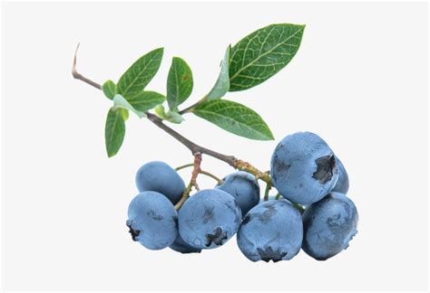 Blueberries Png Blueberry No Background Png Transparent Png 960x640