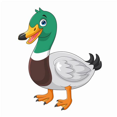 Cartoon Mallard Duck Isolated On White Background Vector Art