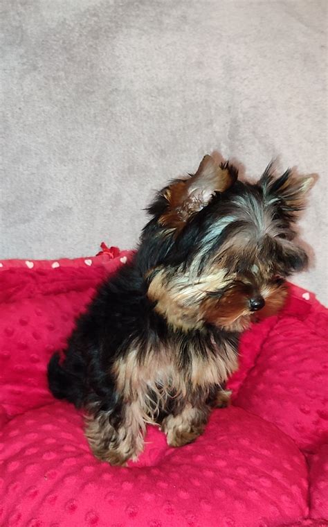 Yorkshire Terrier Suczka Ciechocinek Olx Pl