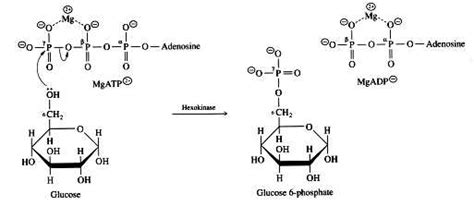 Hexokinase - Reaction