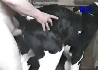The Cow Xxx Sex Pictures Pass