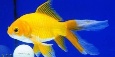 Ikan Komet Tiger Yellow