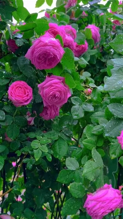 Rose Garden | Flowers, Beautiful flowers photography, Flowers photography