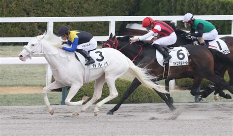 【阪神2r】ソダシやママコチャの半弟 白毛馬カルパv 川田「しっかり勝ってくれました」― スポニチ Sponichi Annex ギャンブル