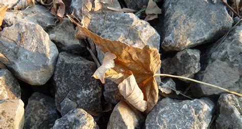 Free Images Tree Nature Rock Wood Leaf Trunk Soil Stone Wall