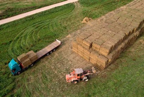 Farmer Unloading Round Bales Of Straw From Hay Trailer With A Front End