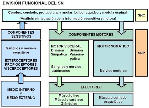 Diagrama De Flujo Del Sistema Nervioso