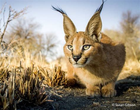 9,703 Likes, 44 Comments - BBC Earth (@bbcearth) on Instagram: “# ...