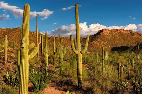 Saguaro Cactus At Sunset In Saguaro National Park Near Tucson Arizona