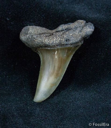 Fossil Isurus Fossil Shark Tooth - Belgium (#1422) For Sale - FossilEra.com