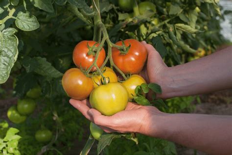 Como Plantar Tomate Grande Em 7 Passos Simples E Fazer Deliciosas