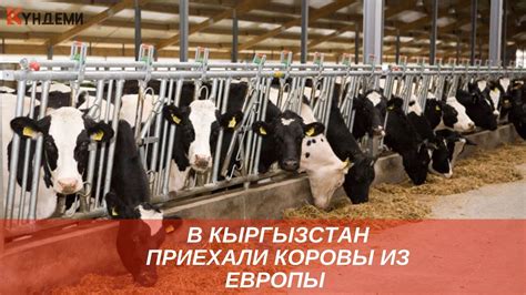 В Кыргызстан привезли европейскую породу коров - YouTube