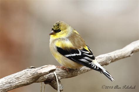 Male American Goldfinch BirdForum