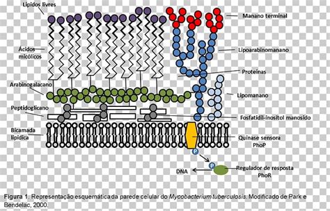 Mycobacterium Leprae Diagram