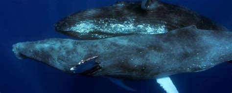 First Ever Footage Of Humpback Whales Having Sex Raises Some Awkward Questions ScienceAlert