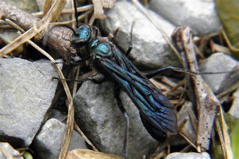 Blue Mud Wasp Chalybion Californicum Bugguide Net