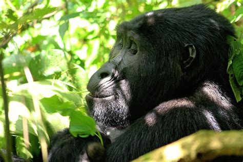 Tripadvisor Bwindi Gorilla Safari 3 Tage zur Verfügung gestellt von