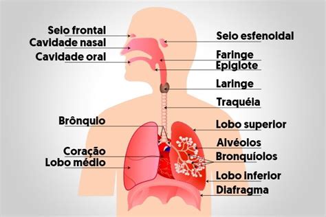 Sistema Respirat Rio Fun Es Rg Os E Principais Doen As Tua Sa De