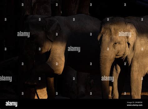 A Really Big Elephant Tries To Get Some Food Out Of The Grid The
