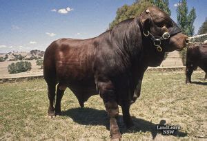 Santa Gertrudis Cattle: Origin, Characteristics, Pros, and Cons - Advenal