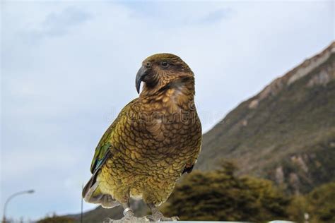 Kea Parrot Sitting on Top of Car in Arthur`s Pass Village, Canterbury ...