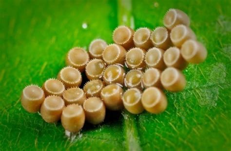 Most Unusual Animal Eggs Wander Lord