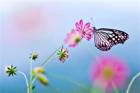 Wallpaper Flowers Nature Butterfly Insect Blossom Lepidoptera Flower Plant Flora