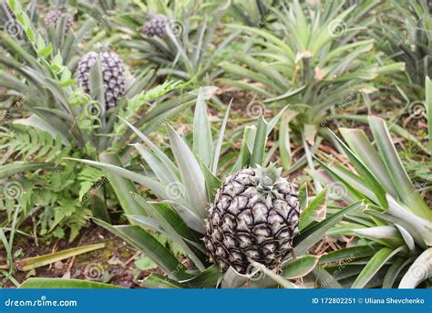 Growing Ananas, Pineapple Plant Close Up Stock Image - Image of fruit ...