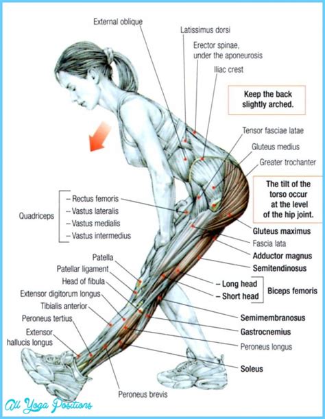 Hamstring Stretches Diagram